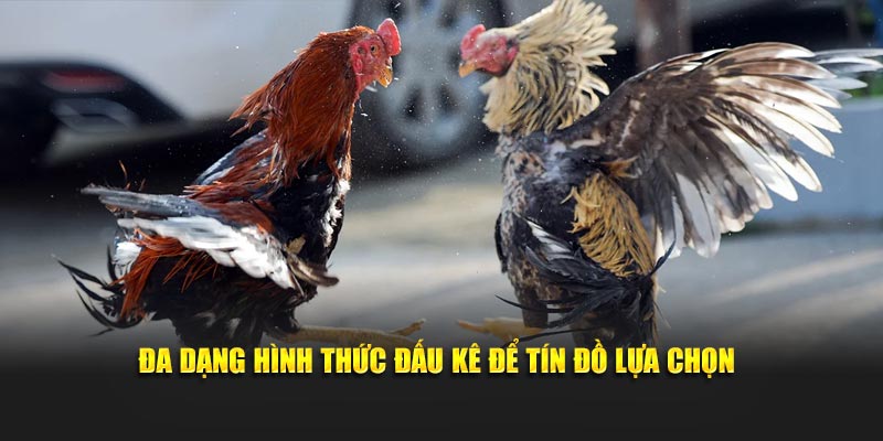 Đa dạng hình thức đấu kê để tín đồ lựa chọn 