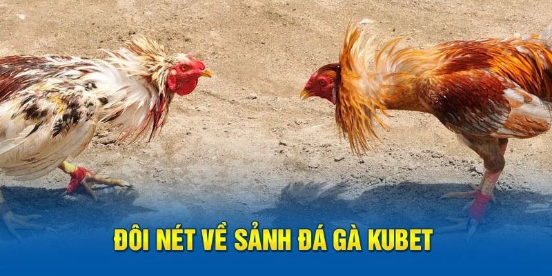 Loại hình đá gà đang được yêu thích nhất tại nhà cái Kubet