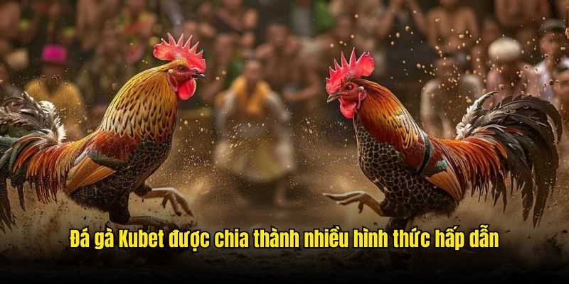 Đá gà Kubet được chia thành nhiều hình thức hấp dẫn