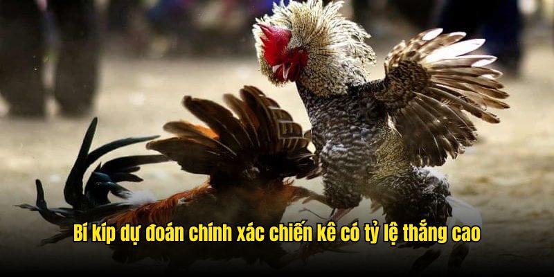 Bí kíp dự đoán chính xác chiến kê có tỷ lệ thắng cao